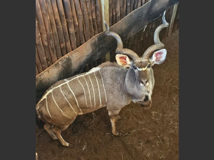 KOEDOE | A DU PREEZ