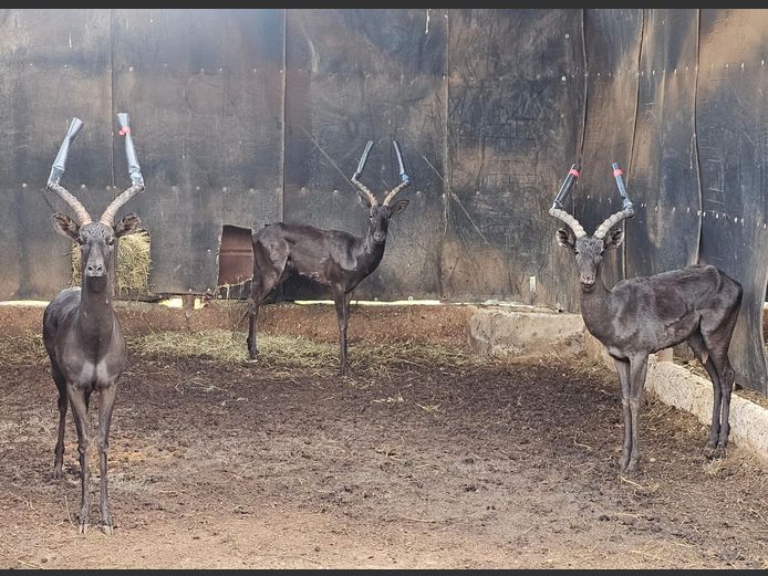 BLACK IMPALA | HIGHLAND