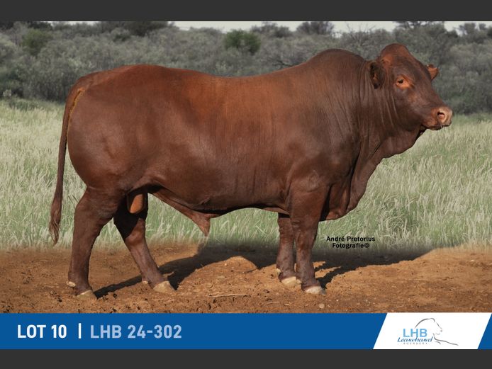 LHB240302 | LEEUHEUWEL BOERDERY (EDMS) BPK