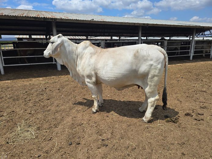 R101594 | R10 BRAHMANS