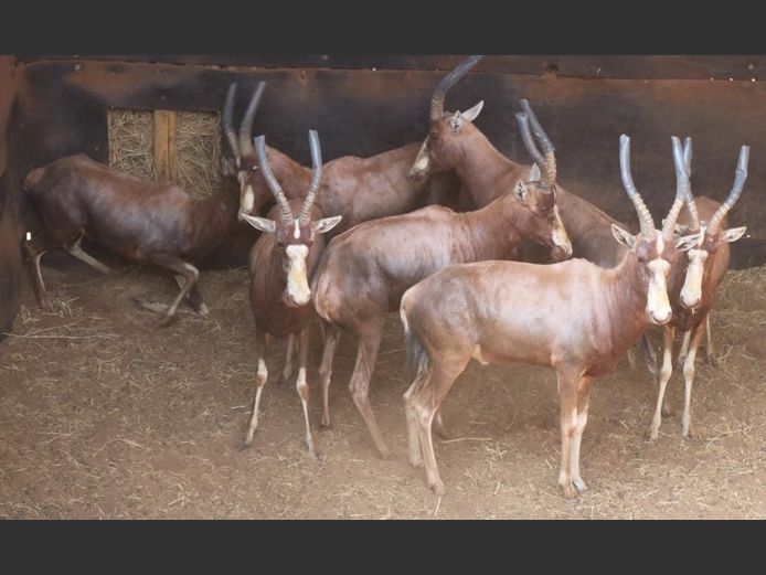 BLESBOK
