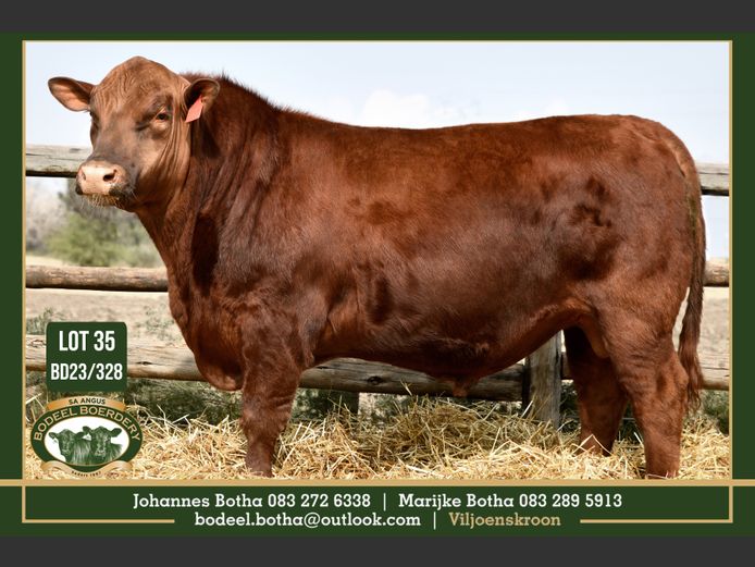 BD 230328 | BODEEL BOERDERY
