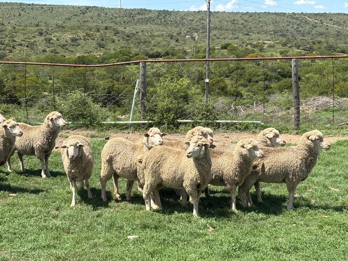 Ewes | Broclin Farming