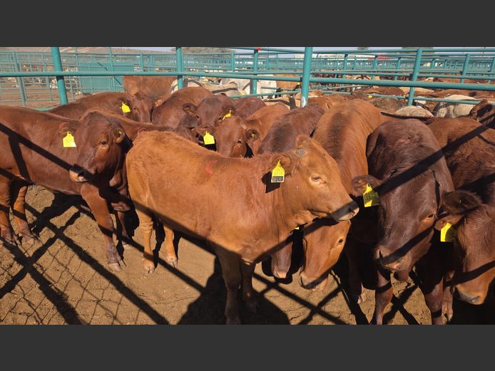 AGRA GOBABIS WEANER AUCTION