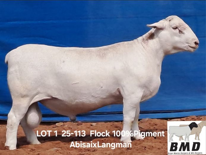 25-113 | BROER MARITZ DORPERS