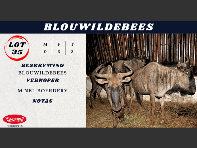 BLOUWILDEBEES