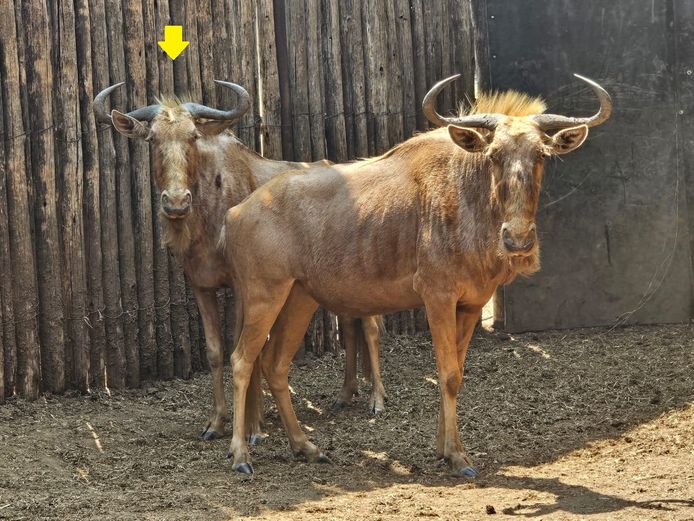 GOLDEN GNU 23 ½” | LUIPERDSKLOOF SAFARIS