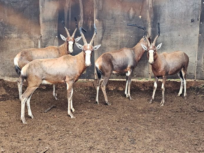 BLESBUCK | CHAZAKAMATS