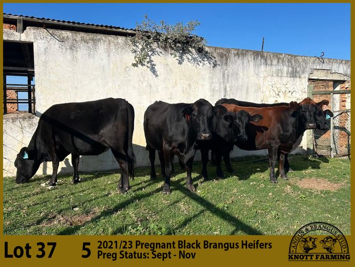 Commercial Animals | Knott Farming
