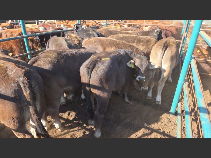 AGRA GOBABIS WEANER AUCTION