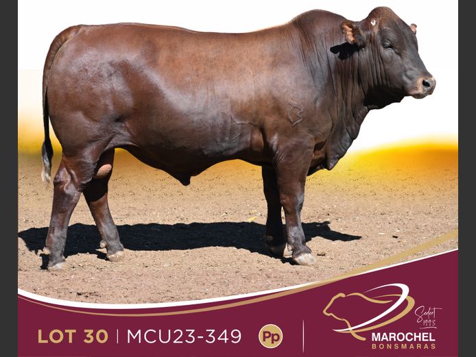 MCU 230349