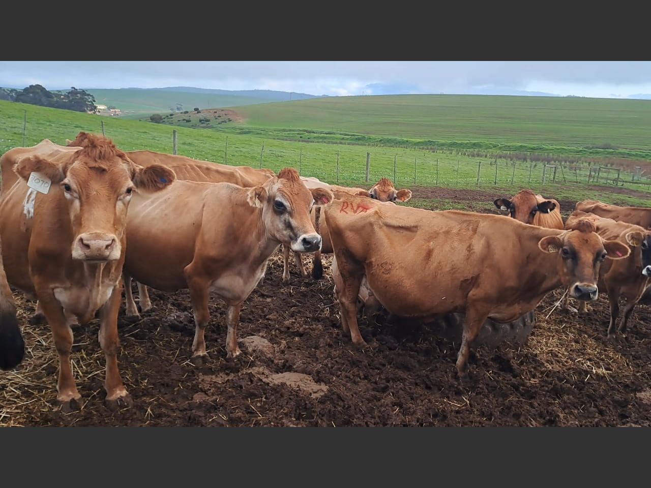 images