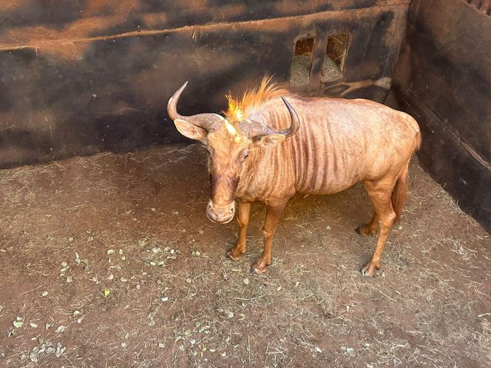 GOUE WILDEBEES