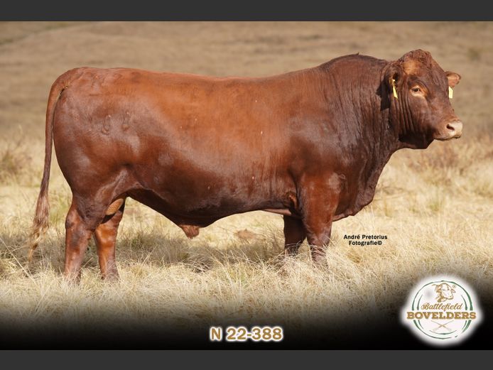 N 22-388 | MORGENTAL BOVELDERS