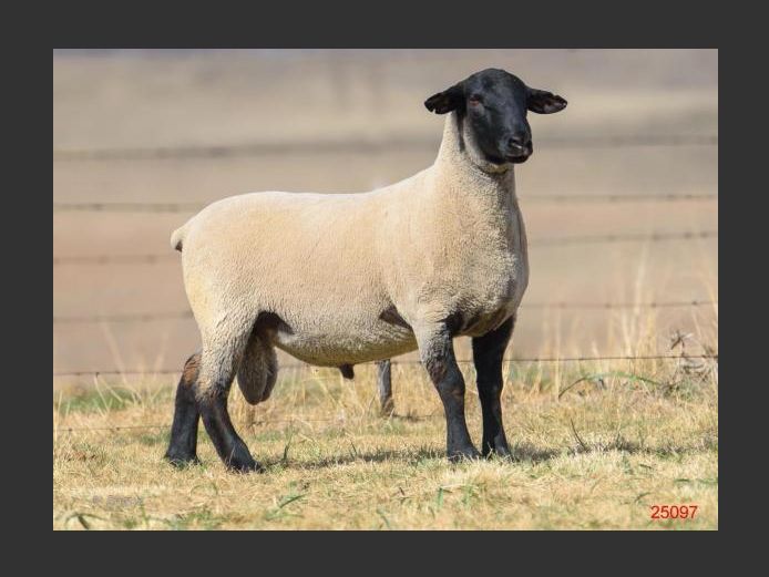 371250097 | DRAVLEIS SUFFOLK