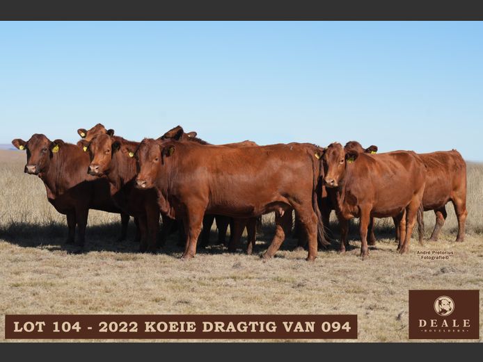 Dragtige koeie