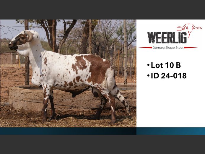 24-018 | WEERLIG DAMARA SKAAP STOET