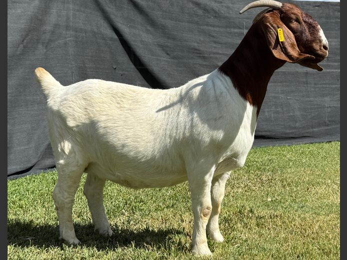 1298-2024-0315 | Kasten Boerbokstoet