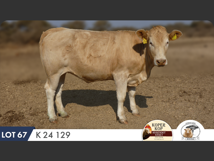 K240129 | KOPERKOP HUGENOOT STOET