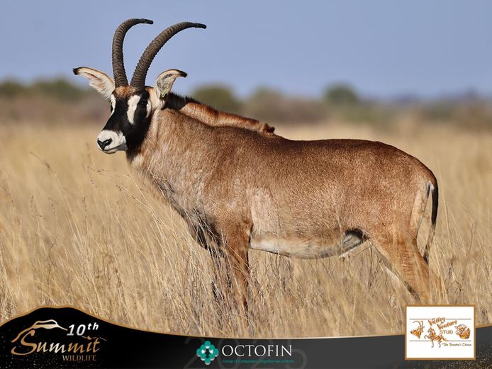 31 2/8" Roan Bull 