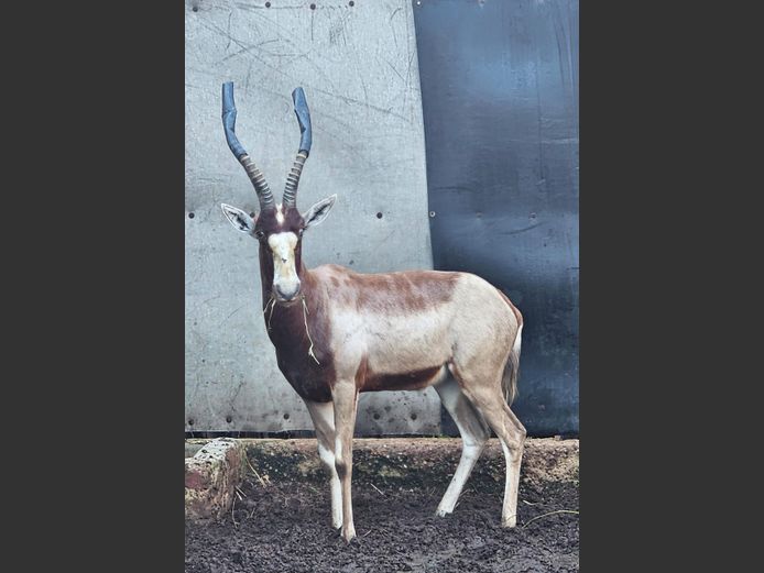 SADDLEBACK BLESBUCK | HIGHLAND