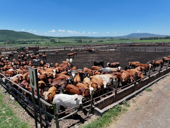 VARIOUS FARMS CLOSE TO DUNDEE, REG. DIV: GT