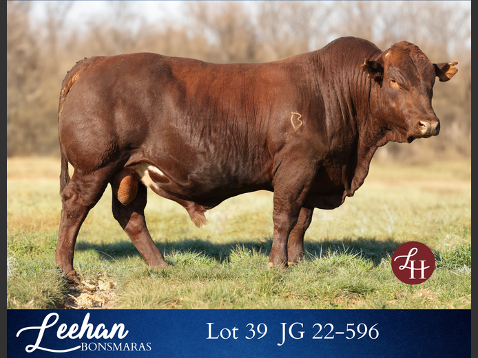JG220596 | Leehan Bonsmara
