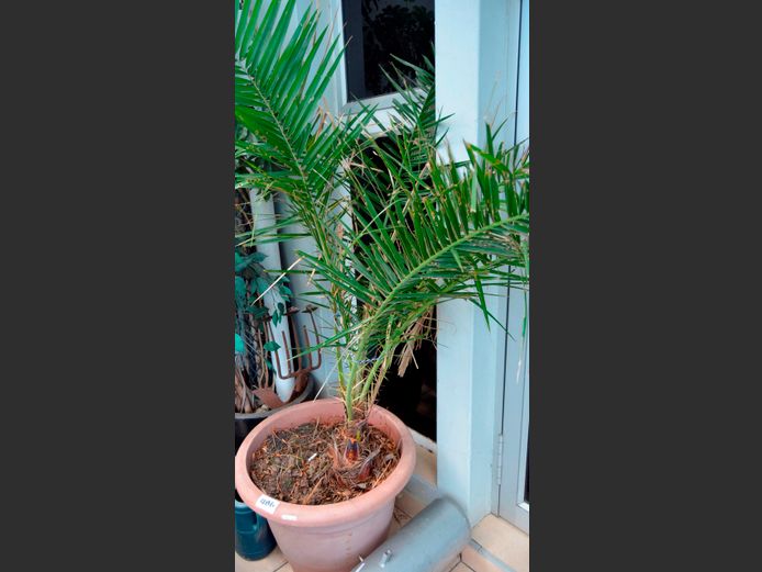 PALM TREE IN PLASTIC PLANTER, 62cm Diameter x 48cm High