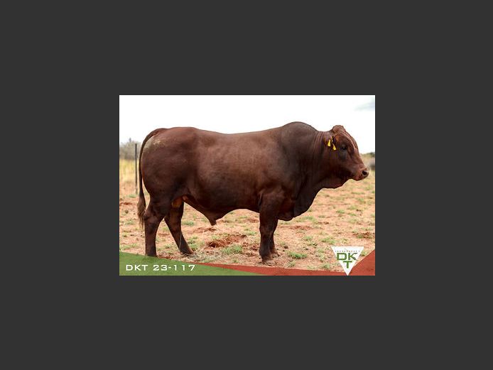 DKT 230117 | DKT BONSMARA