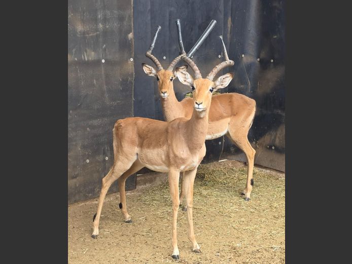 ROOIBOK | BUFFELSPOORT