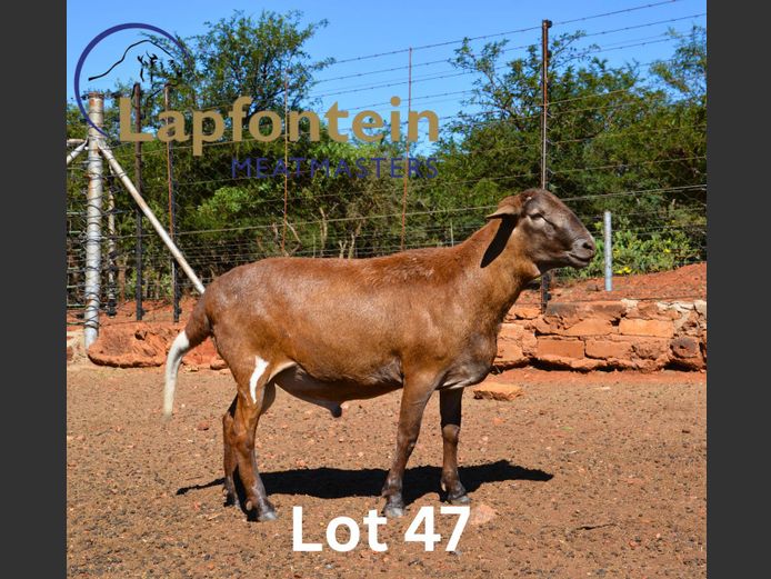 CC230459 | Lapfontein Meatmasters