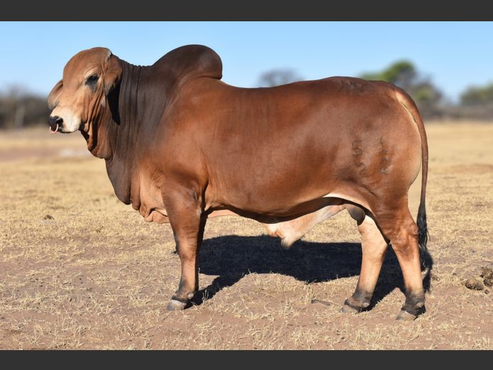 22-0051HB | RUMBA BRAHMANE