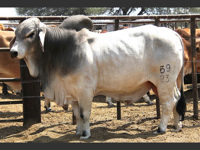 23-0039KG | MAKALANI BRAHMAN