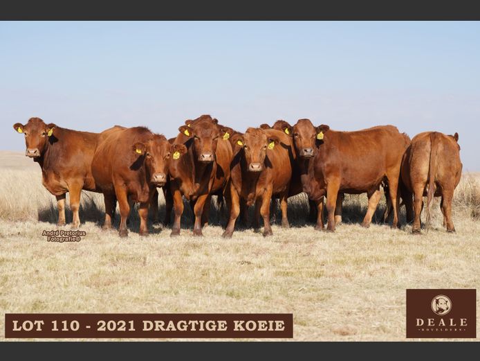 Dragtige Koeie