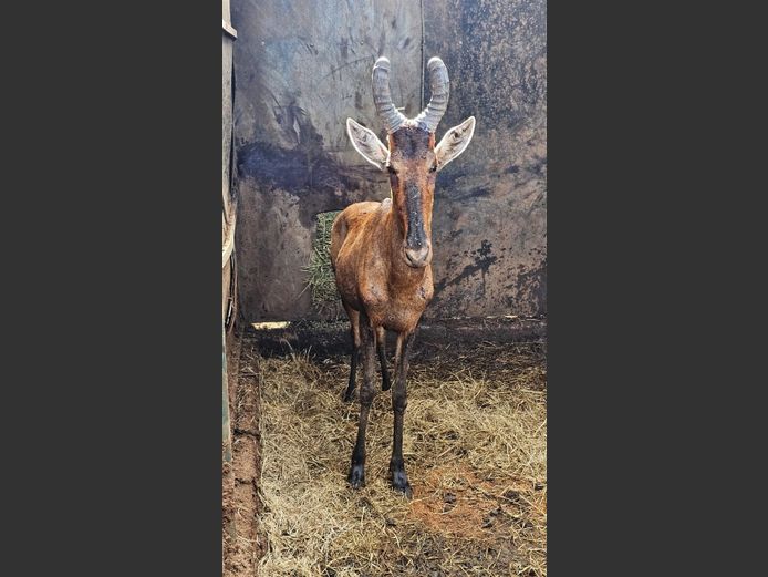 RED HARTEBEEST | THOLOS