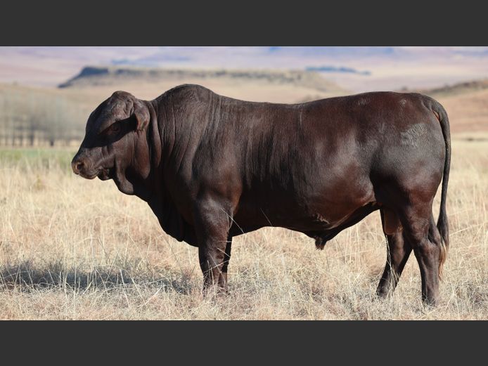 HBH 230024 | CLARK CATTLE COMPANY PTY LTD