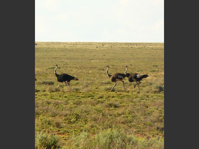 Volstruis | Vrolikheid Wild (DH Cilliers)