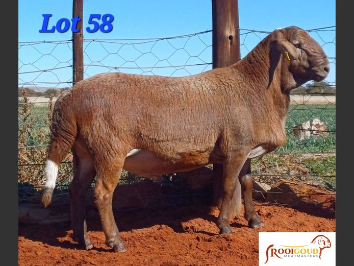 RG 24 0028 | AANGETEKEN | Pieter, Hanjo en Hannes Fourie - Rooigoud Meatmasters