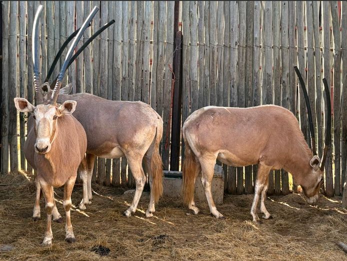Goue Gemsbok Koeie
