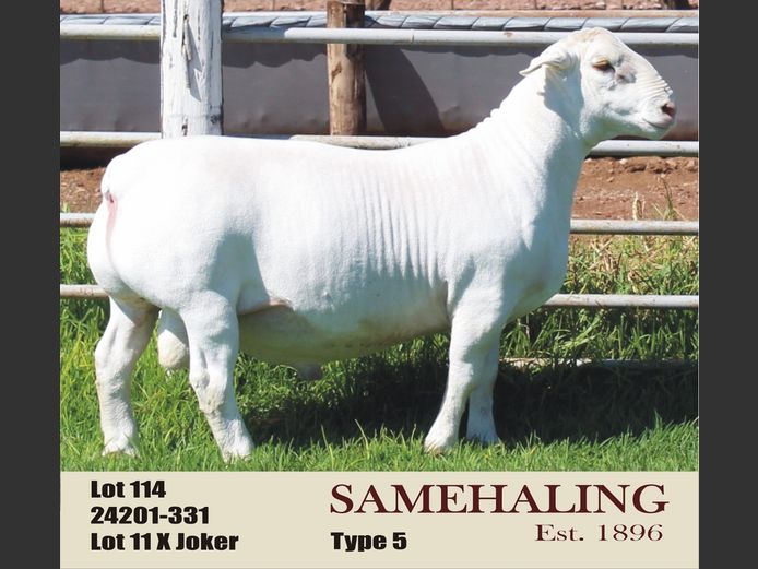 SAMEHALING WIT DORPERS | 24201