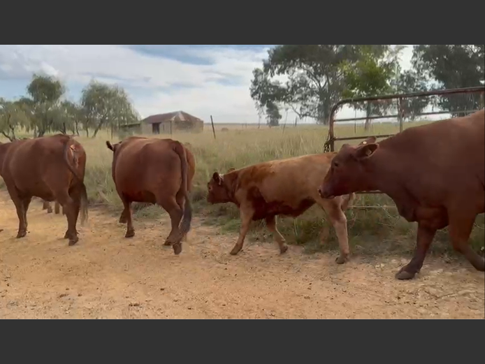 Calves