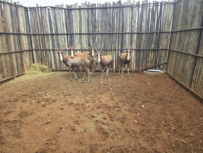 BLESBOK | ROLAND WARD
