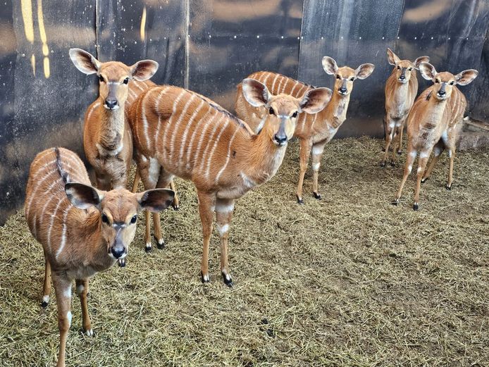 NYALA | INTHABA INDLE