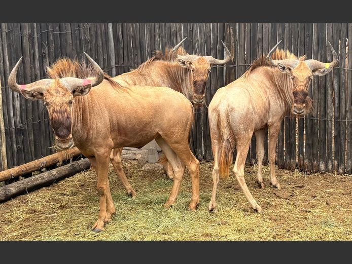 Goue Wildebees Bulle