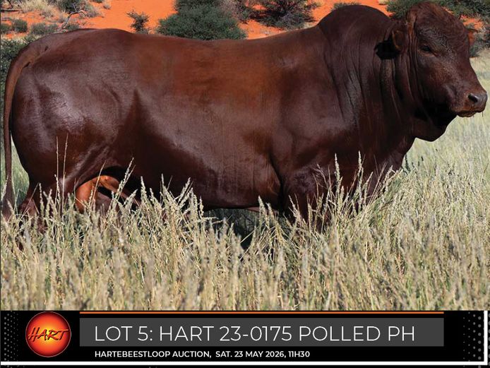 HART230175Pp(c) | HARTEBEESTLOOP BONSMARA