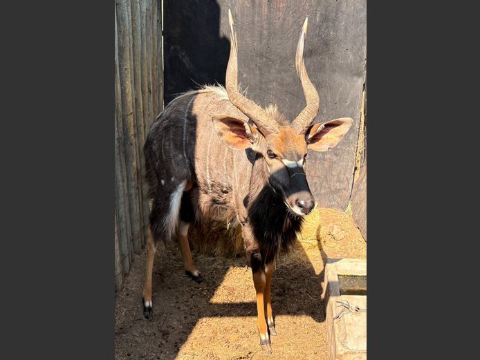 Nyala Bul