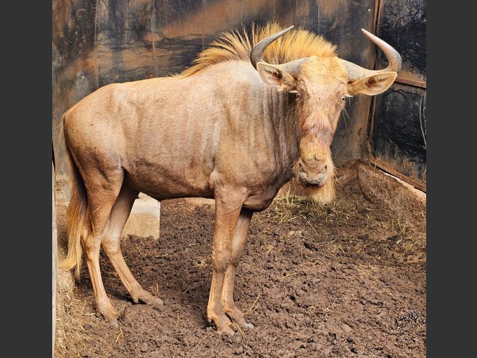 GOLDEN GNU | THOKOZELA