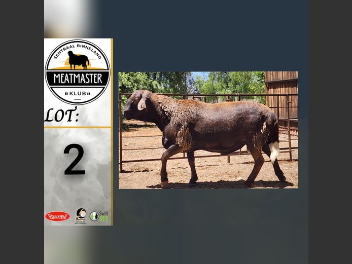 Ram | Ja-Nee Boerdery