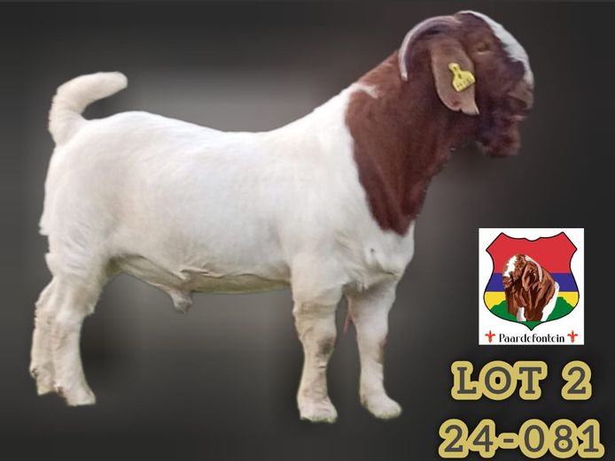 240081 | PAARDEFONTEIN