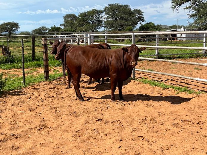 Commercial Animals | Towton Bonsmaras